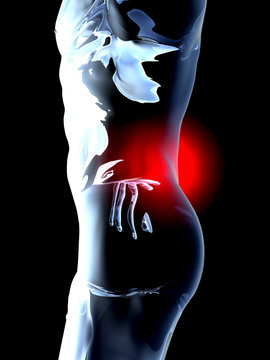 Rückenschmerzen - Anatomie