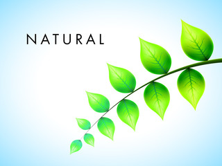 Vector Leafage Design