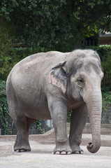 Fototapeta premium Elefante