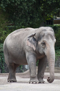 Elefante