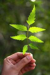 Neem leaves-Azadirachta indica