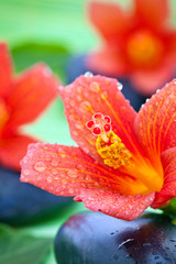 Galets zen et fleurs d'hibiscus