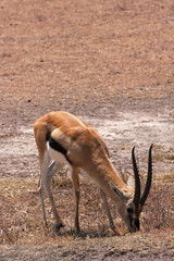 Gazelle de Thomson du Ngorongoro