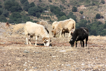 Crète - Troupeaux de moutons