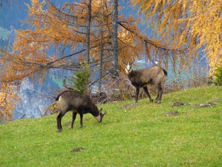 Gamswild auf der herbstlichen Waldlichtung