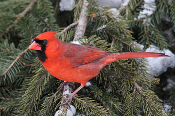Cardinal In Snow