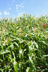 A corn field on a nice day