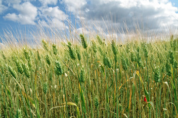 Obraz premium Épis de blé