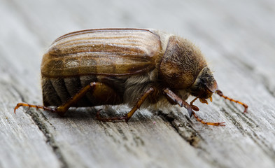 European june beetle