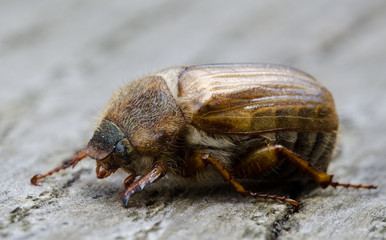 European june beetle