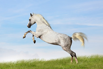 Obraz na płótnie Canvas arabian stallion