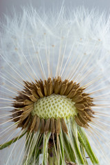 The Dandelion. Macro photo of seeds over light background.