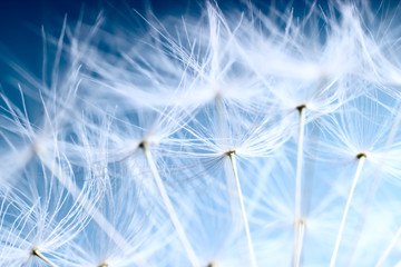The Dandelion background. Macro photo of dandelion seeds. - 34877185