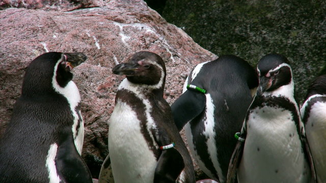 Humboldt Penguins 2