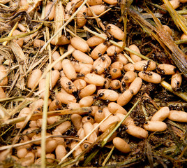 Ant's eggs in grass. Macro.
