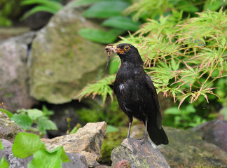 Blackbird with meal