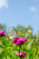 Butterfly on a purple flower over grass and sky background