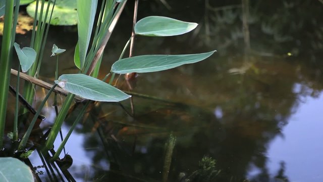 feuille de roseau et poissons dans l'eau