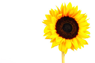 Obraz premium Sonnenblume