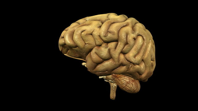 photo-realistic looping brain animation with alpha matte