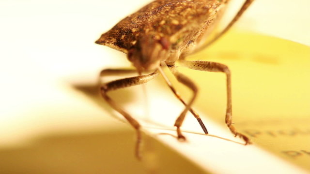 Stink Bug