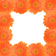 Orange daisy frame