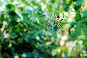 Argiope bruennichi, ragno vespa