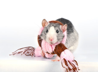 Cute decorative rat with woolen striped scarf close-up