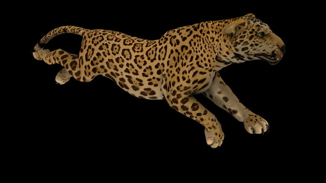 hoto-realistic Looping Jaguar Animation. Alpha Matte. 3d Render