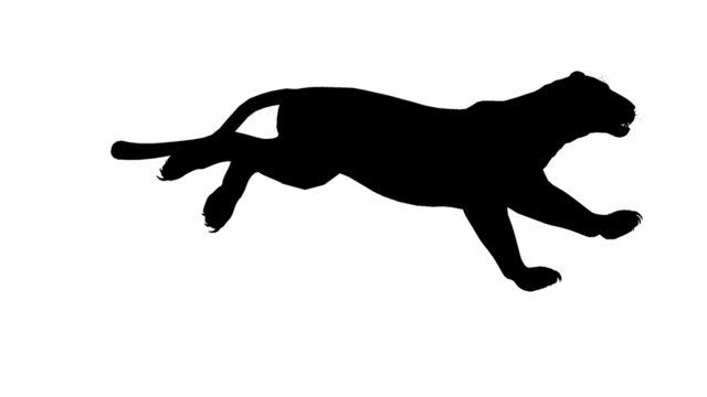 Looping Jaguar/panther/Leopard/puma Animation with silhouette