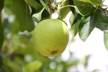 manzana verde