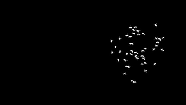 Looping Wasp Swarm Animation 2. With Alpha Mask