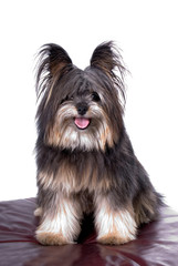 Pom/Poodle/Yorkie Mix