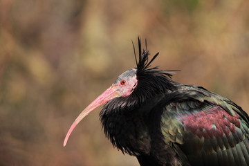 Naklejka premium Profile of a Northern Bald Ibis