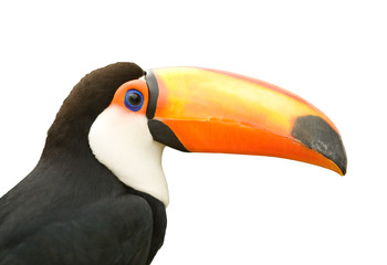 Toucan isolated white background.