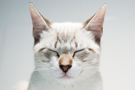 gato zen