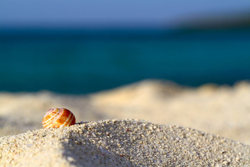 Seashell