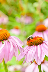 Abeille sur une echinacea