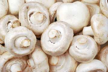 champignon