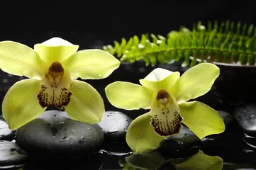  Spa still life with orchid with green fern on zen stones © Mee Ting