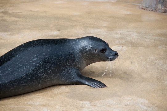 Foka 이미지 찾아보기 274 스톡 사진, 벡터 및 비디오 Adobe Stock