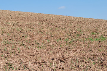 Abgeerntet