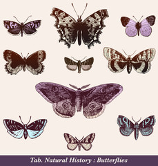 papillons - obrazy, fototapety, plakaty