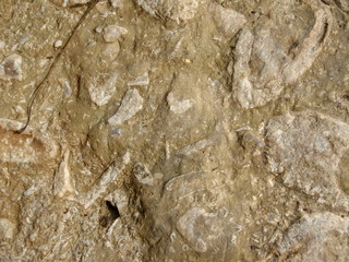 Fossilien