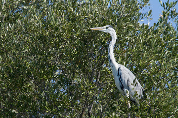 heron cendré dans l'arbre