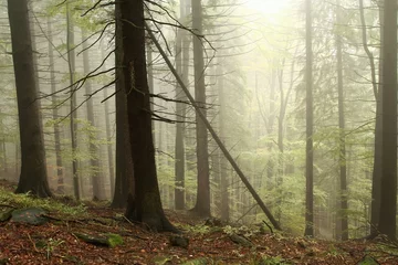Fotobehang Naaldbomen in het mistige vroege herfstbos © Aniszewski