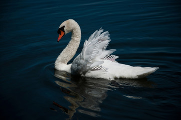 cygne