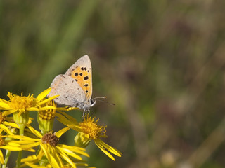 small copper butterfly