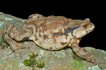 Toad (Bufo gargarizans) 26