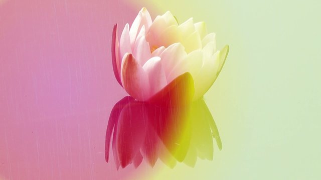 Seerose mit Farbeffekt